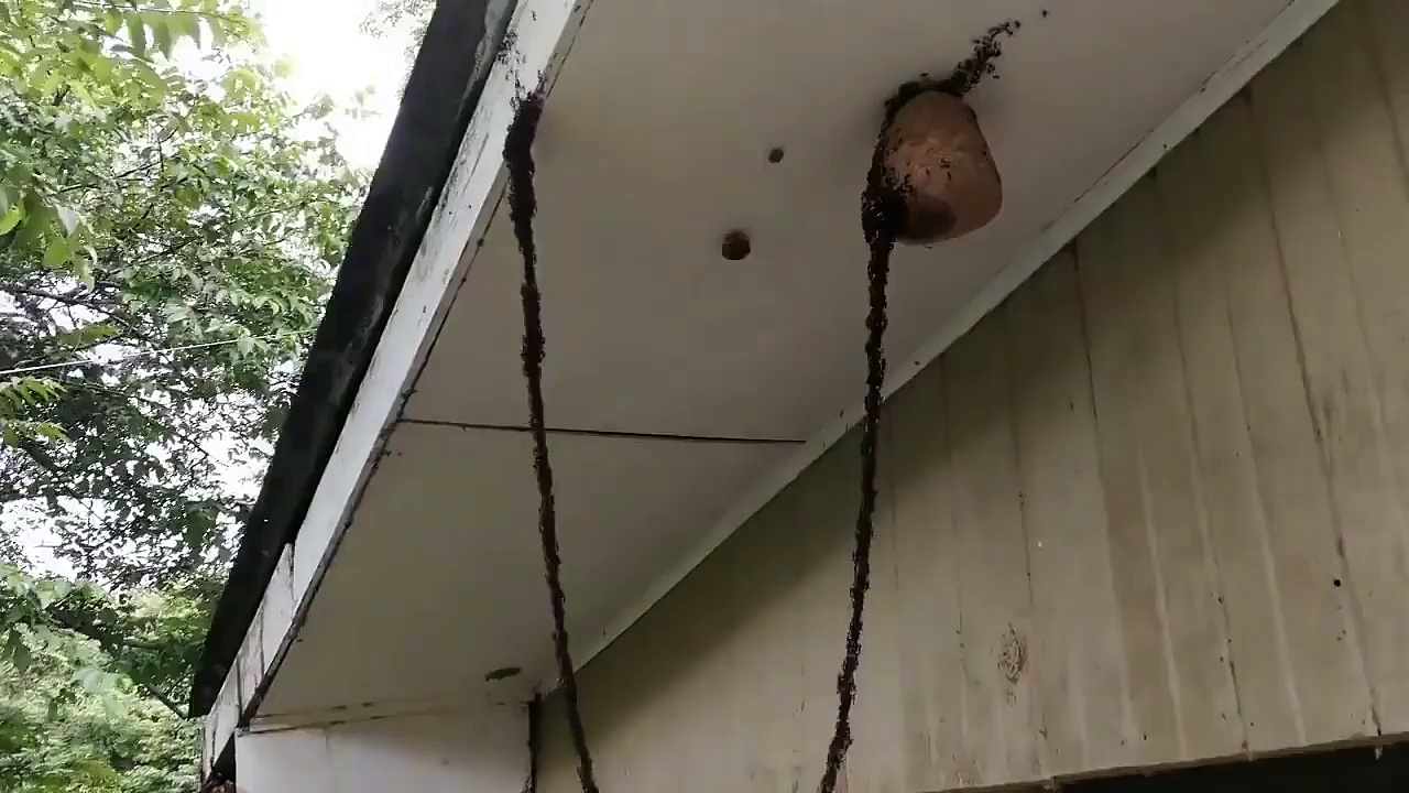 Dailymotion Une colonie de fourmis VS nid de guêpes