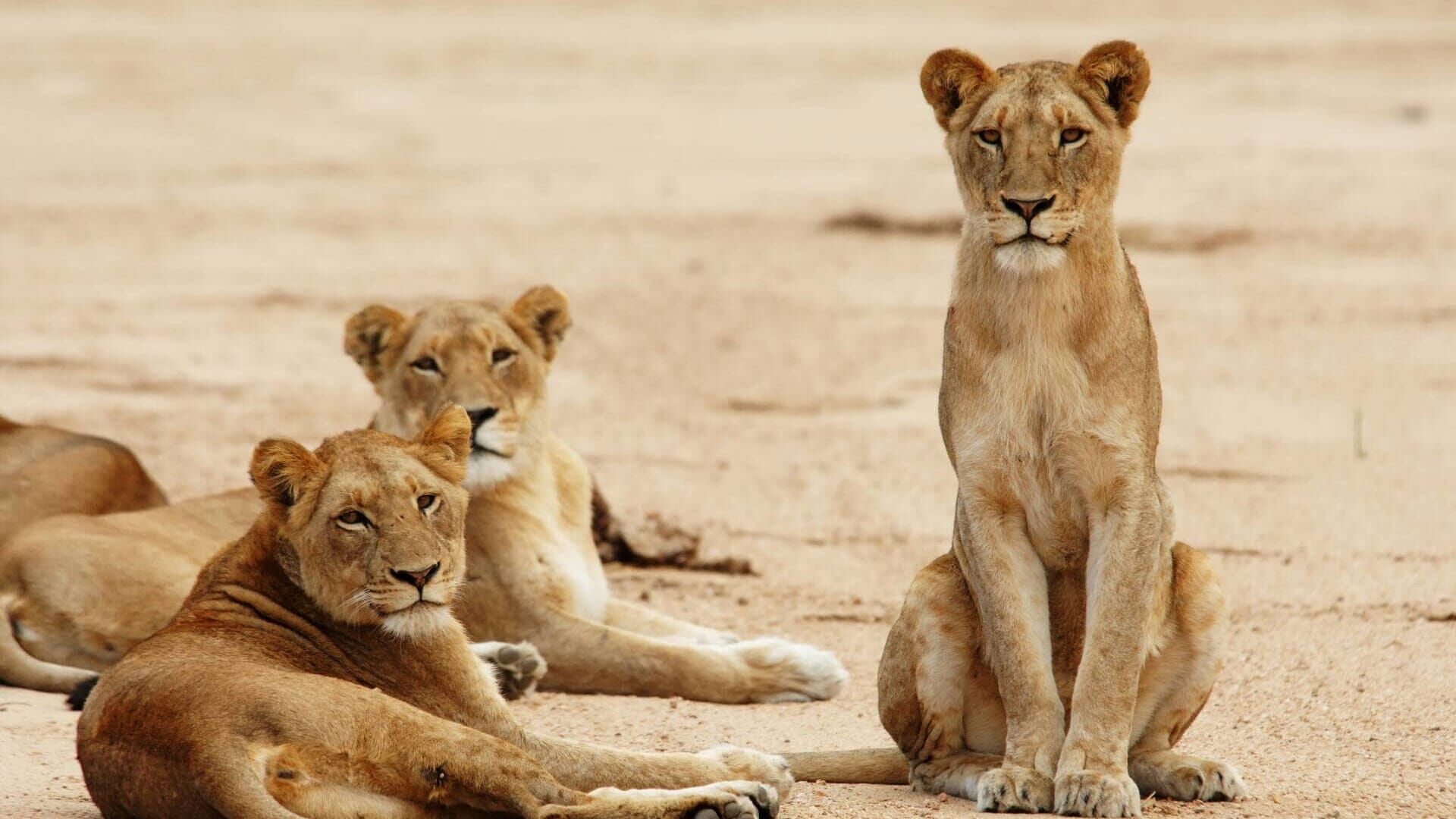 Dailymotion Royaumes sauvages d'Afrique
