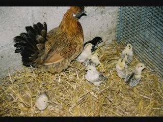 Dailymotion L'élevage des poules