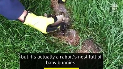 Dailymotion Faites attention aux nids de lapins qui se cachent dans votre jardin